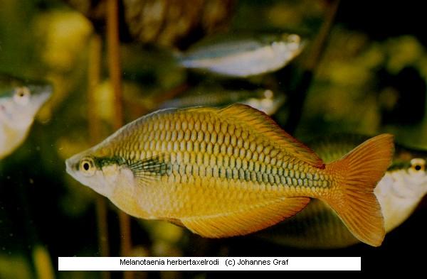 20 Colorful Species of Rainbowfish